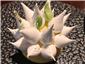 lemon dessert